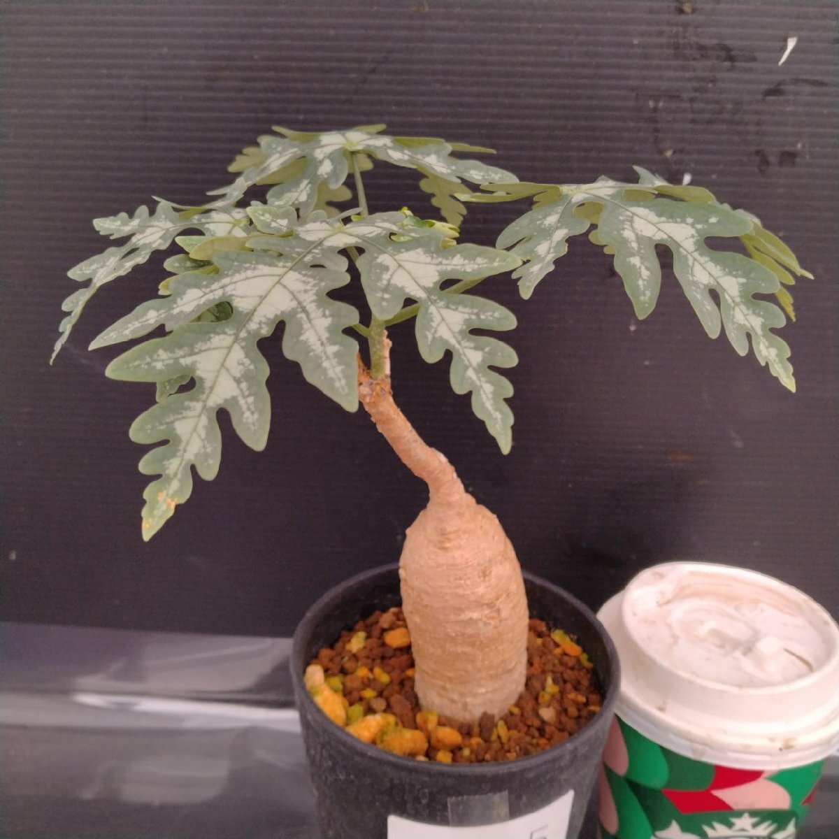 Yahoo!オークション -「アデニアペリエリ」(観葉植物) の落札