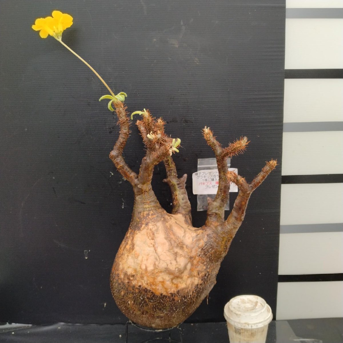 2025年最新】パキポディウム(Pachypodium)の人気商品一覧