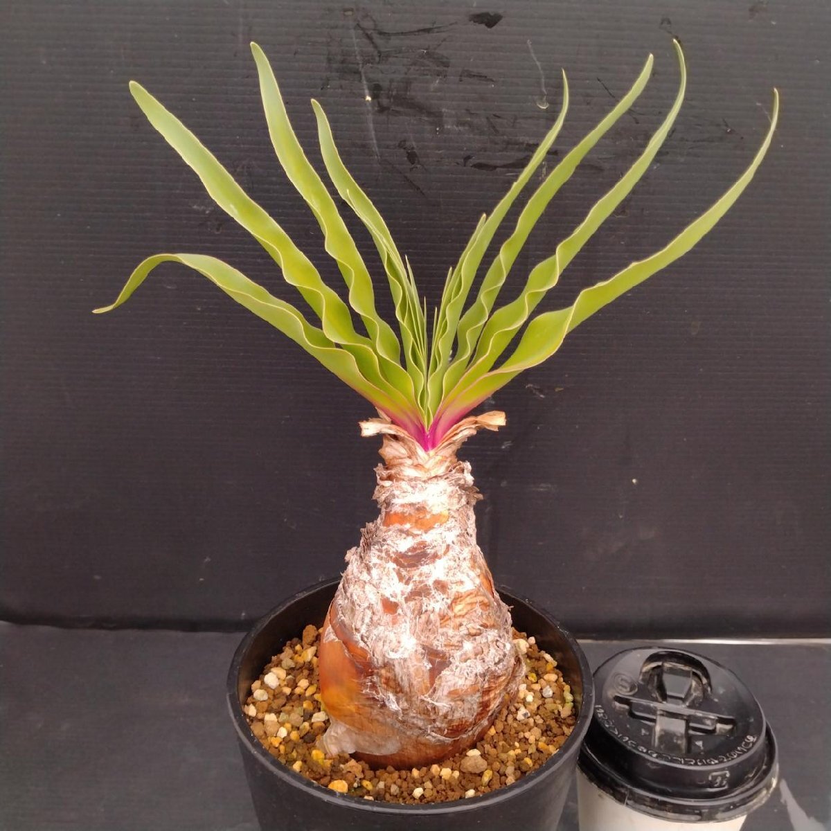 Yahoo!オークション -「ブーファン ディスティチャ」の落札相場