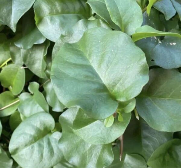 無農薬 オカワカメ 雲南百薬 おかわかめ 450g