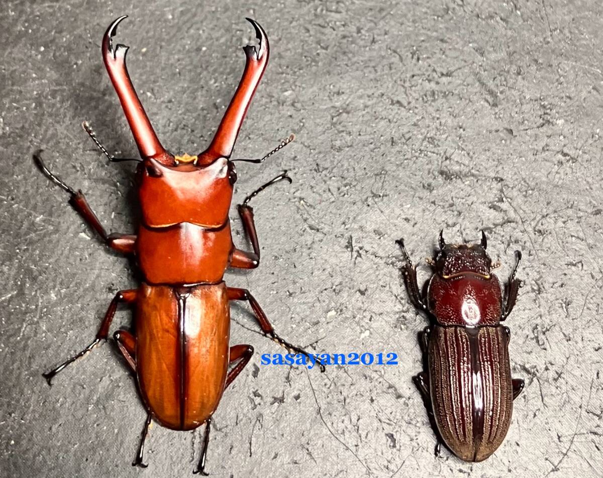 エレガンスクワガタ 標本 楽天市場】昆虫の標本 ツヤクワガタエレガンス Odontolabis