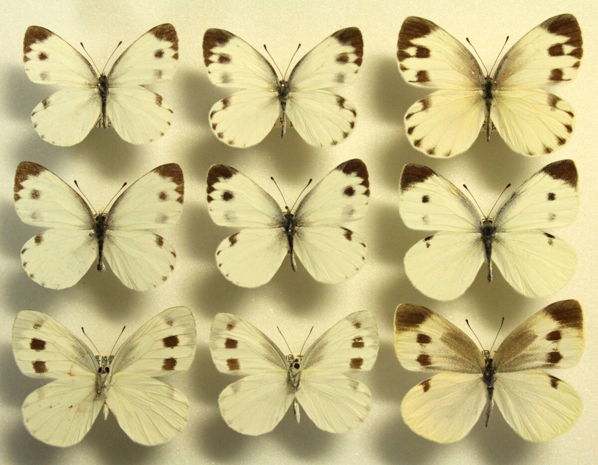 ヘレナモルフォ三角紙！6頭セット！ Yahoo!オークション -「蝶