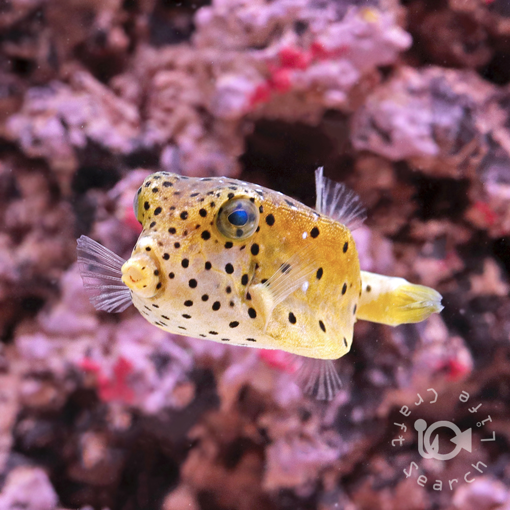 Yahoo!オークション -「ハコフグ」(海水魚) (熱帯魚)の落札相場