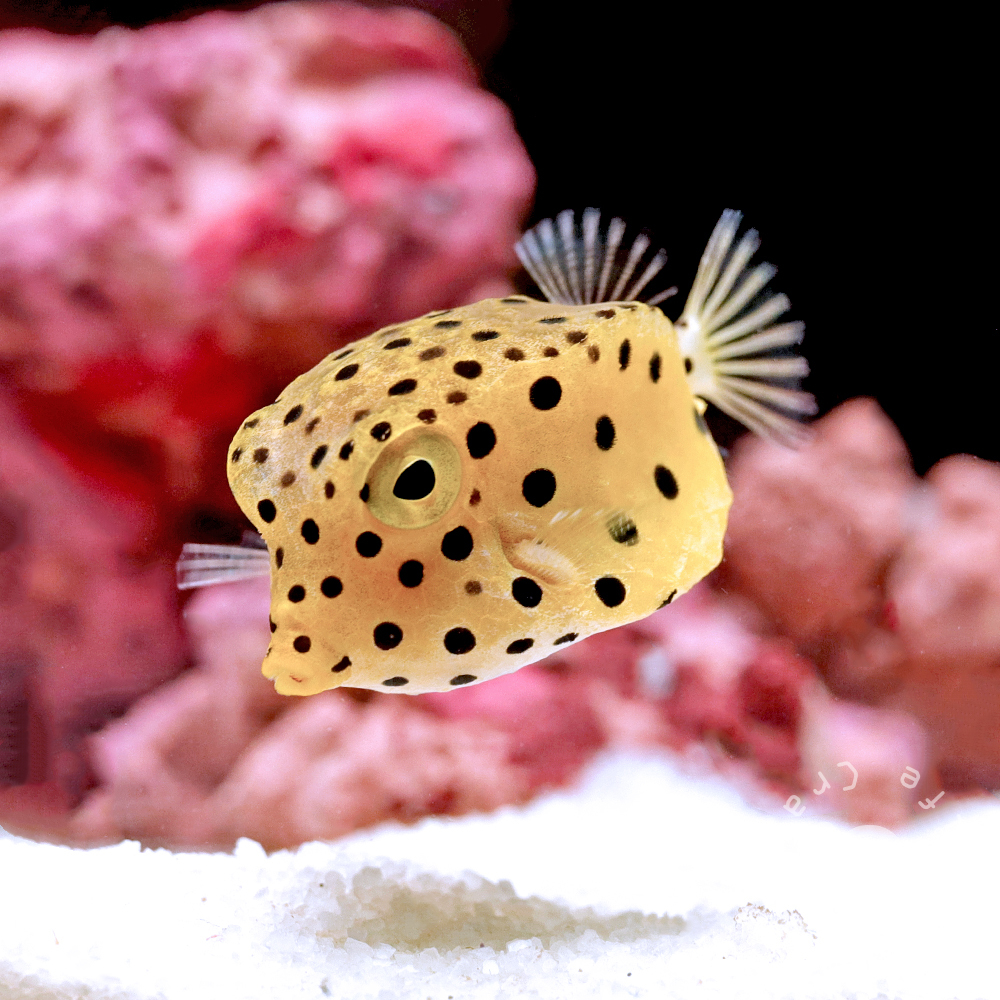 ハコフグ様 リクエスト 10点 まとめ商品 ハコフグ様 リクエスト 10点 まとめ商品 ハコフグ様 リクエスト