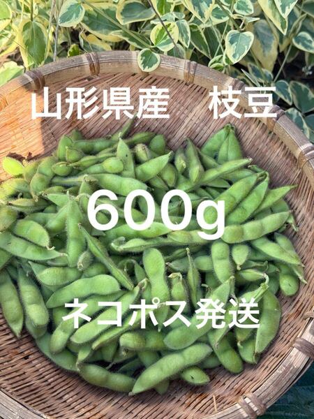 山形県産 枝豆 朝採り 味風香 600g