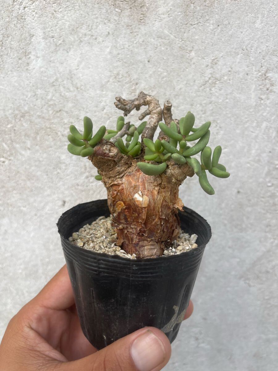 【*く様 オークション！ 大株 丸株 発根済み 現地株 ケラリア ピグマエア 塊 ケラリア ピグマエア 大株 | STELLA.PLANTS