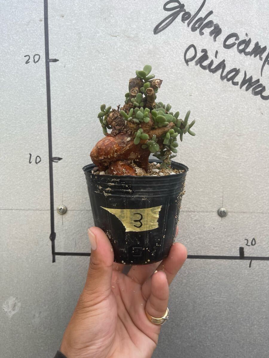 取引件数9999件記念特価！ 発根済み 現地株 ケラリア ピグマエア 塊根 Ceraria pygmaea ケラリア ピグマエア 発根済現地株 F1 | BONDEX