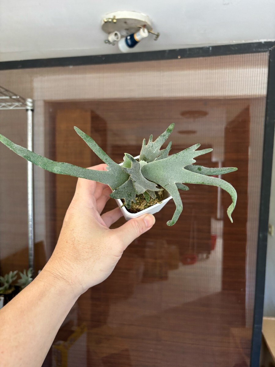 (大株)オマケ有3種　ビカクシダセット14種　ジェイドガール ビカクシダセット14個 ジェイドガールなど