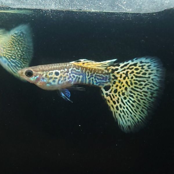 グッピー　10✖️2 NO.1 GUPPY | 伊豆グッピーファーム