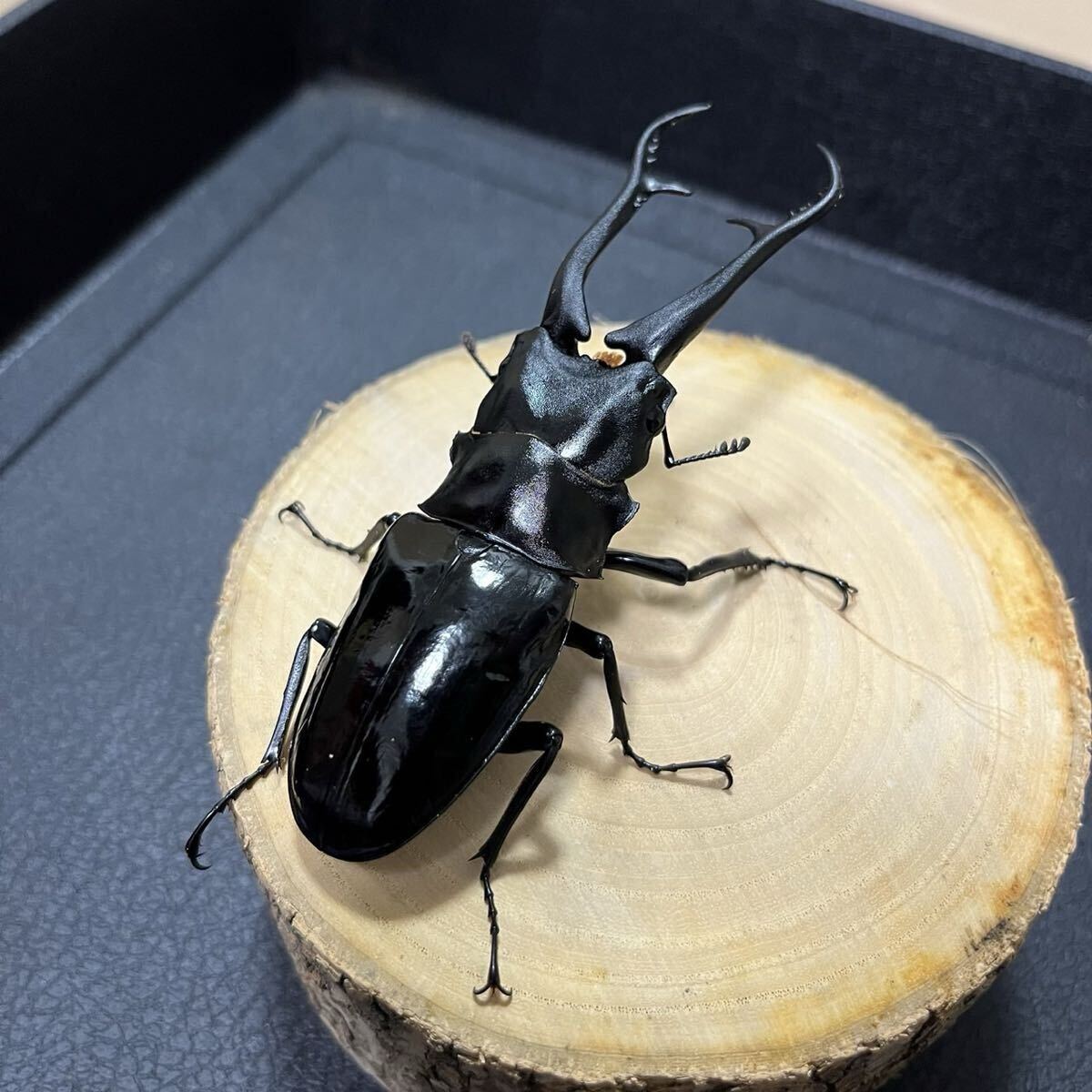 Yahoo!オークション -「引退」(ペット、生き物) の落札相場