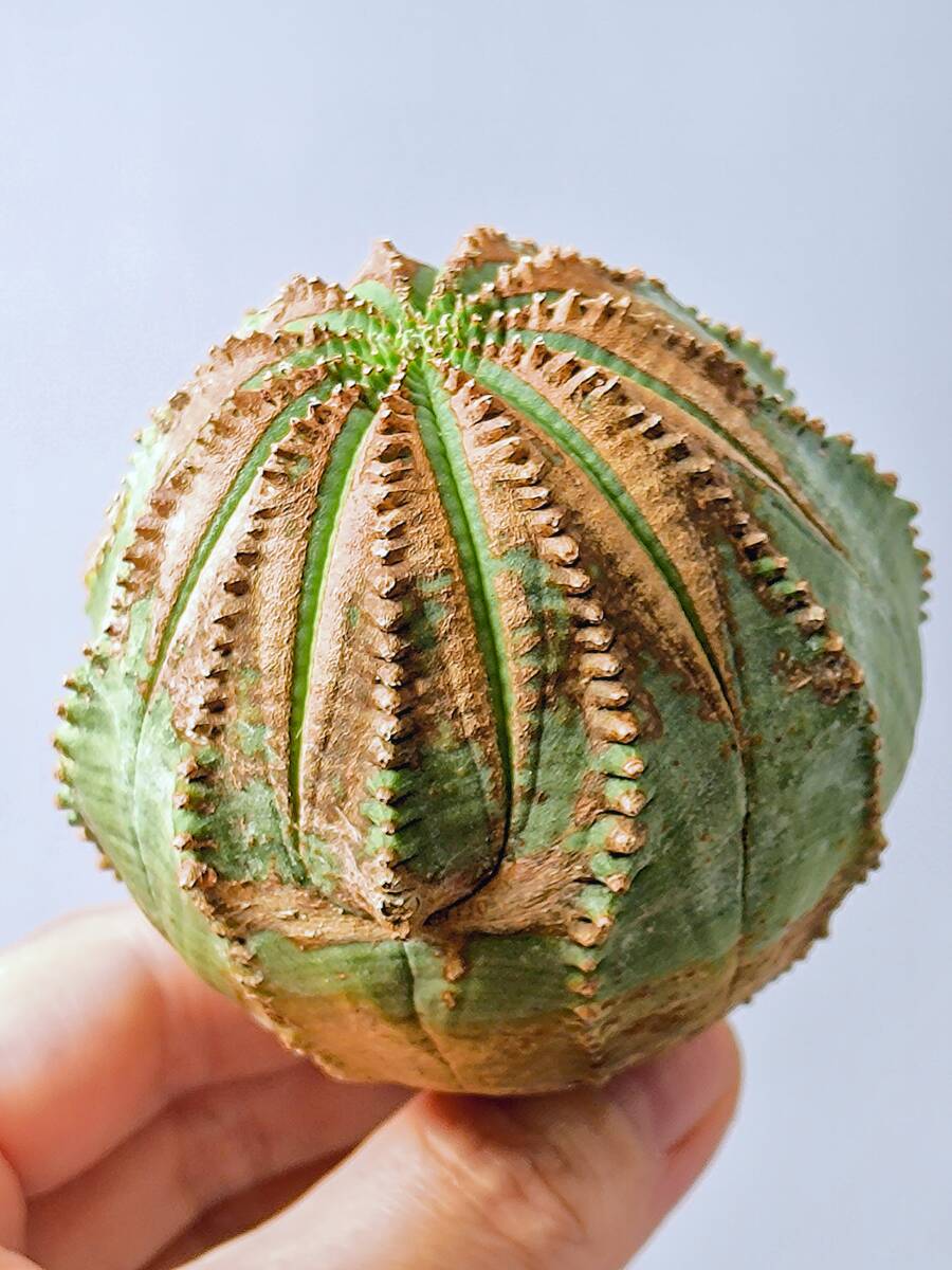 2025年最新】Yahoo!オークション -ユーフォルビア オベサの中古