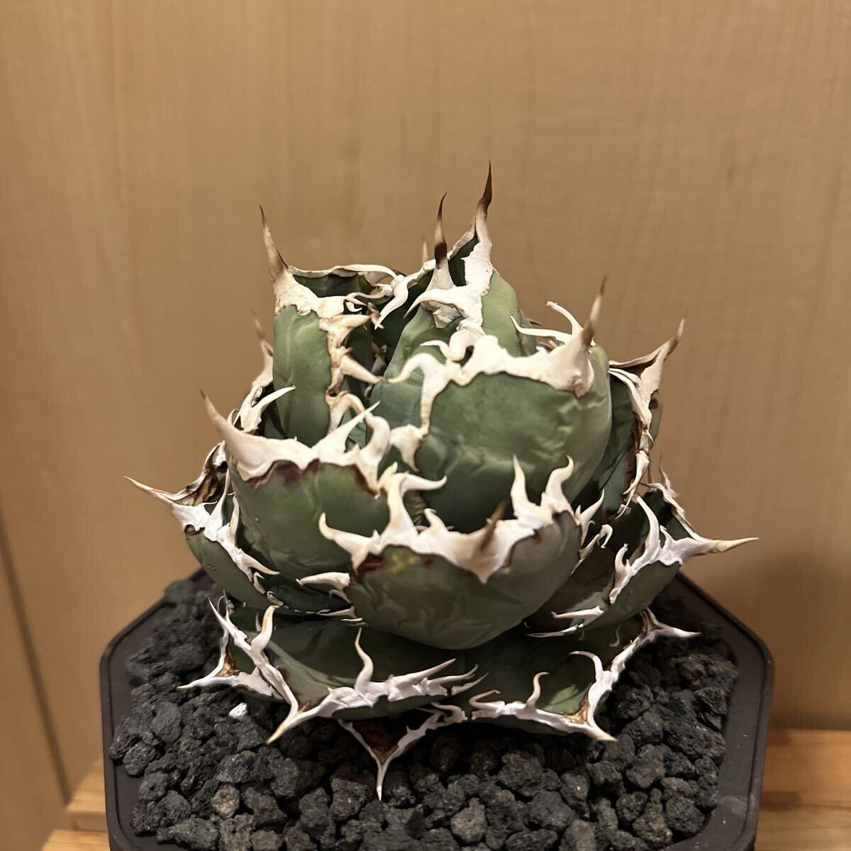 アガベ 白火焔 （清櫻　皇冠　麻花龍　白犀牛） アガベ 白火焔 （清櫻 皇冠 麻花龍 白犀牛） - メルカリ