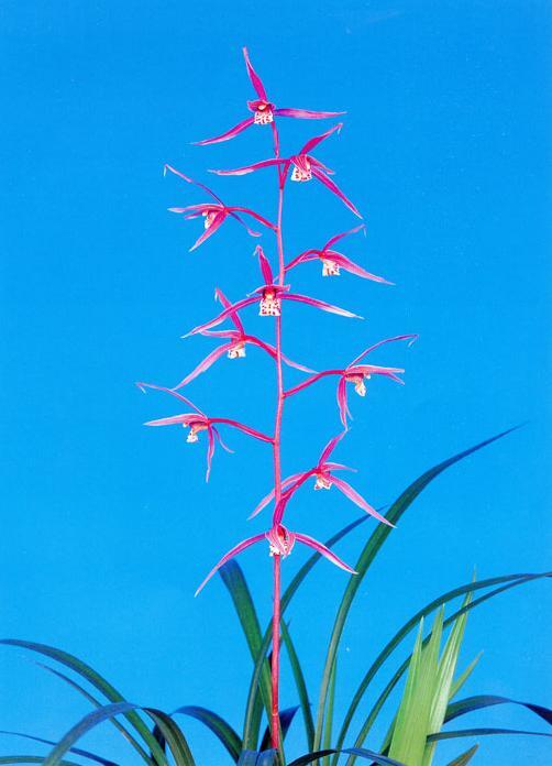 寒蘭-035　342-5H3　大輪紅更紗×力王　苗　交配種 寒蘭-035 342-5H3 大輪紅更紗×力王 苗 交配種 - メルカリ