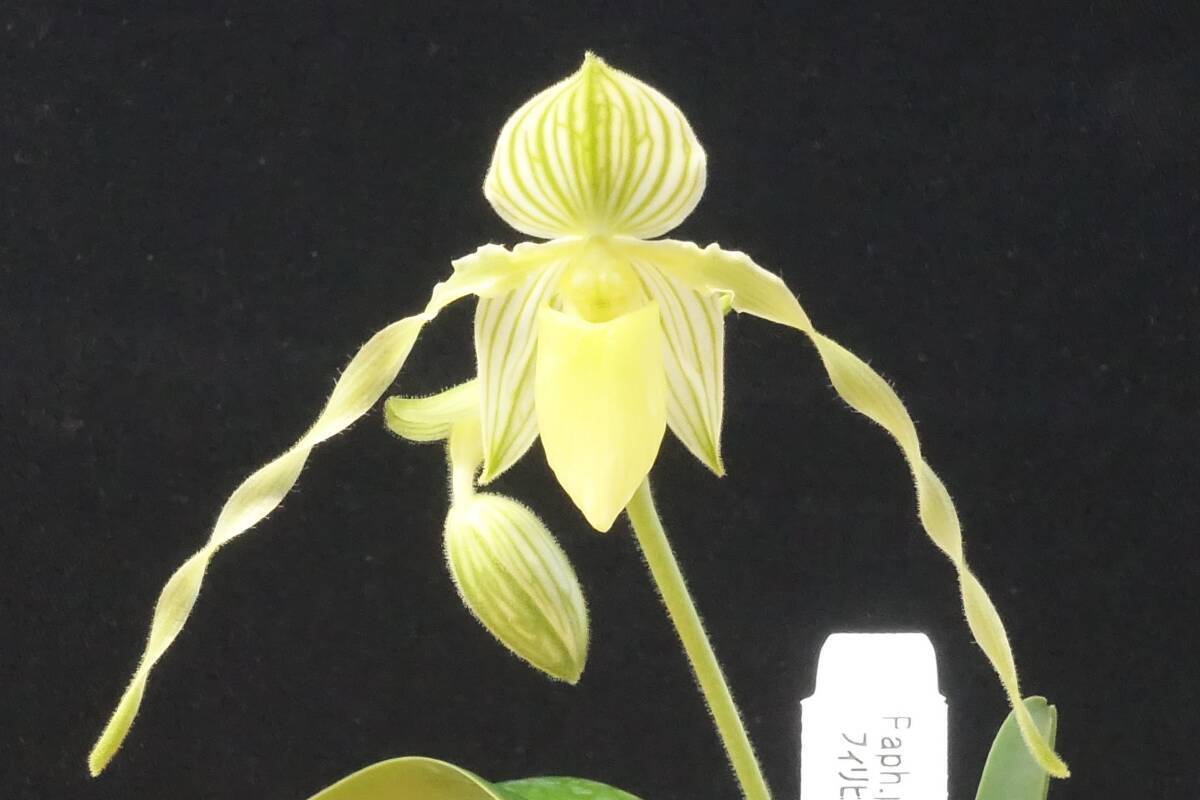 パフィオページ Yahoo!オークション -「paph パフィオ」(花) (鉢植え)の落札相場