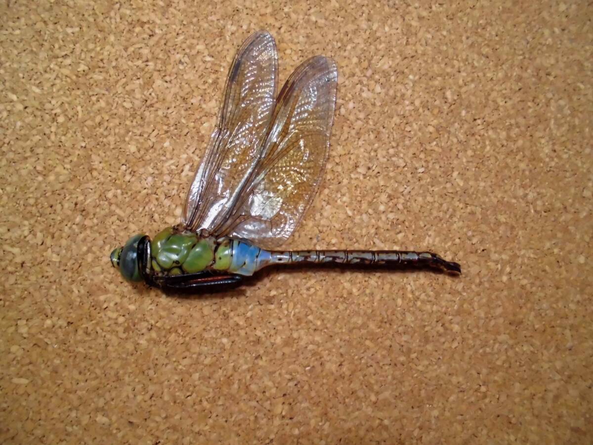 2025年最新】Yahoo!オークション -トンボ 標本の中古品・新品