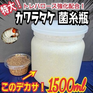 特大サイズ カワラタケ 菌糸瓶【4本】タランドゥス、オウゴンオニクワガタ、レギウスに抜群 トレハロース・キトサン・特殊アミノ酸強化