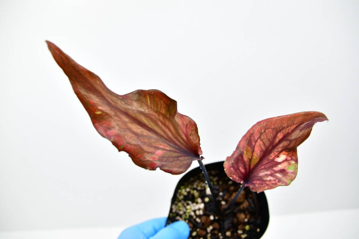 Yahoo!オークション -「カラジューム」(花、園芸) の落札相場