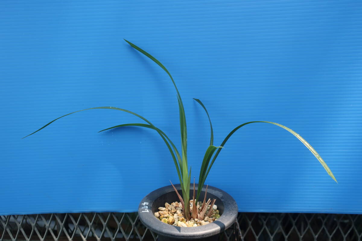 寒蘭-003　421-4H　薄桃花（大輪更紗無点×西雄）×華神　苗　交配種 寒蘭-003 421-4H 薄桃花（大輪更紗無点×西雄）×華神