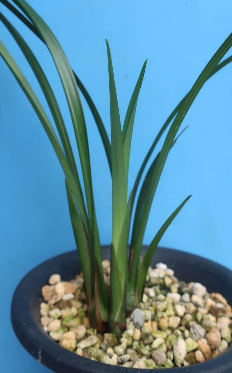 寒蘭-035　342-5H3　大輪紅更紗×力王　苗　交配種 寒蘭-035 342-5H3 大輪紅更紗×力王 苗 交配種 - メルカリ