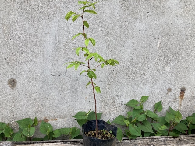 2022年発芽の栗の苗木6本/大粒/幼木/植木/庭木/盆栽用/盆栽/筑波/銀寄 2023年発芽の栗の苗木6本/大粒/幼木/植木/庭木/盆栽用/