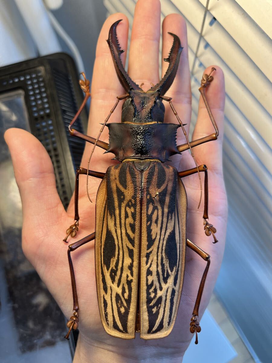 スジバネウスバカミキリ 標本 ペルー産 オオキバウスバカミキリ3 昆虫標本