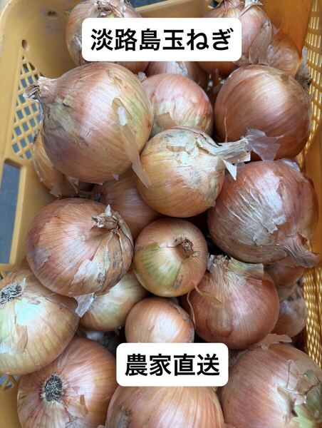 淡路島玉ねぎ20kg【訳あり】