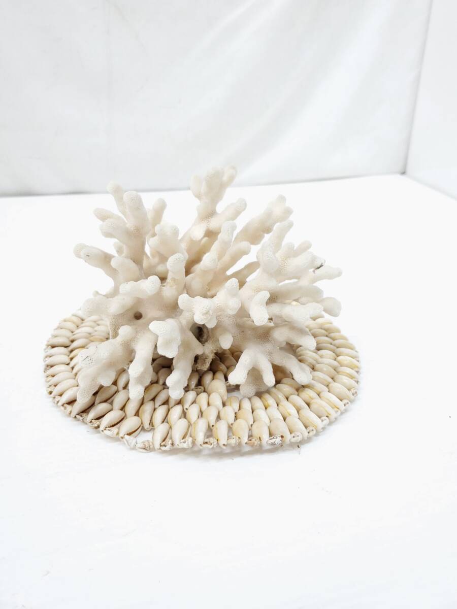 2025年最新】Yahoo!オークション -白珊瑚 置物の中古品・新品