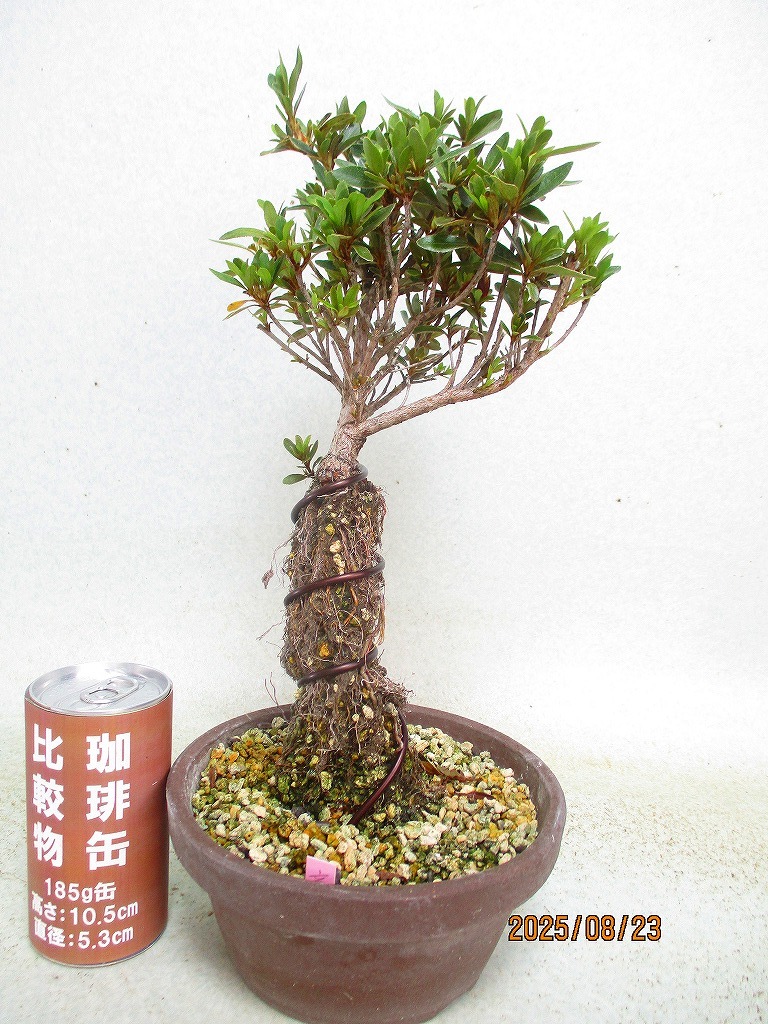 雪山　正方　盆栽鉢 盆栽鉢 常滑 柴勝 小型 長辺 約12.5cm 長方鉢 外縁 段足 泥鉢