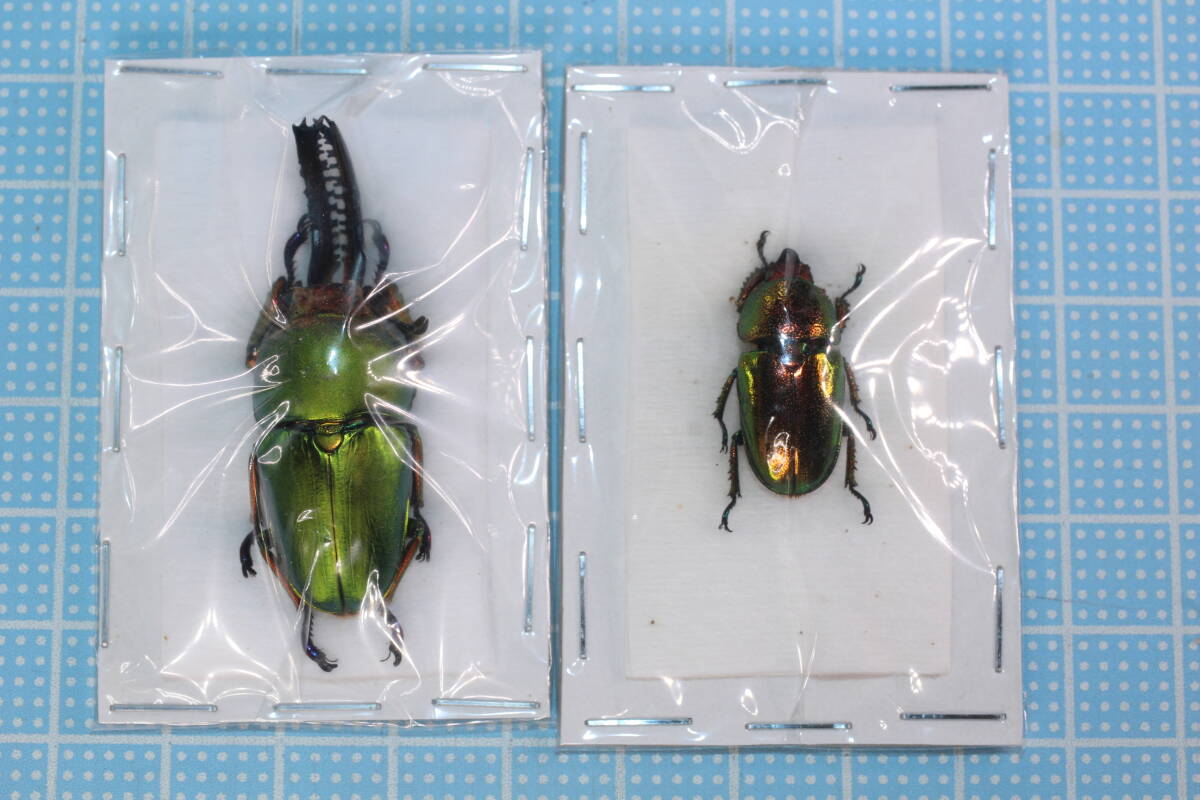 パプア・ニューギニア 産 カミキリ標本 2ex セット43/43mm白色強個体 パプア・ニューギニア 産 カミキリ標本 2ex セット43/43mm白色強