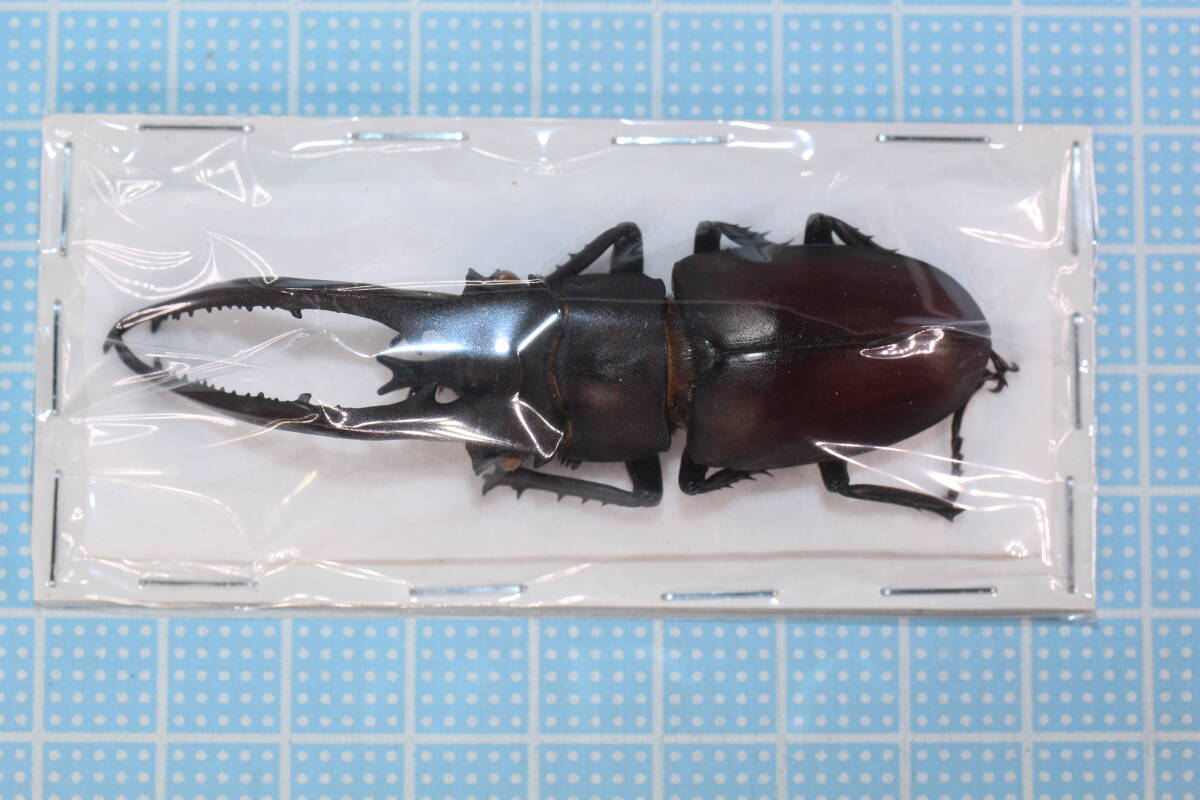【外国産クワガタ標本】ヘルマンミヤマクワガタ♂/江西省.九江産/84mm 外国産クワガタ標本】ヘルマンミヤマクワガタ♂/江西省.九江産