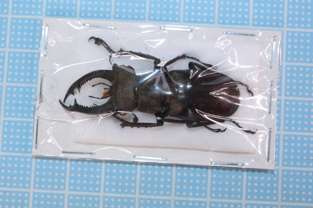 特大 ノビリスミヤマクワガタ ♂ 69.5㎜ ベトナム　標本 標本。ベトナムのミヤマクワガタ3頭。62ミリ、64ミリ、69ミリ