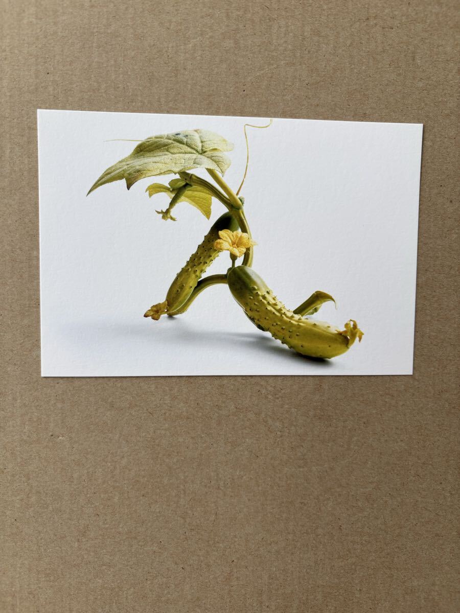 安藤緑山 ポストカード　絵はがき