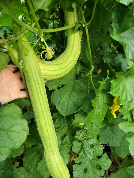 無農薬ヘチマ3キロ