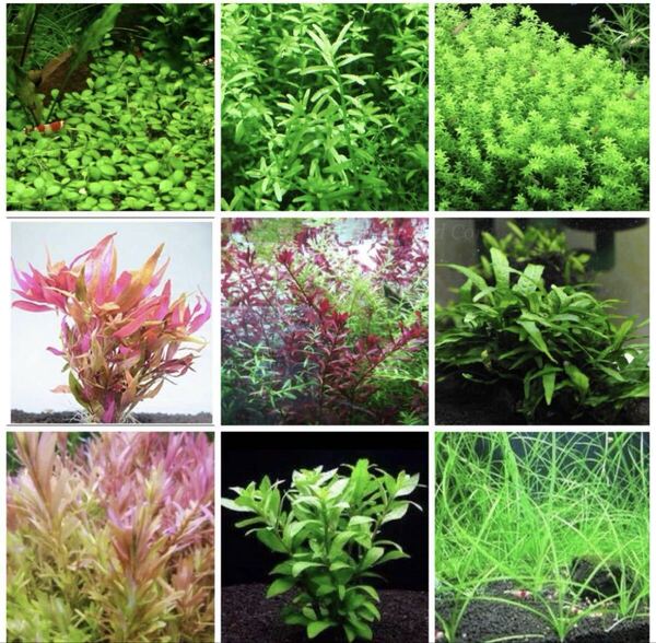 水草セット 人気の水草10本+予備!お好きな水草に変更可能◯ パールグラス オーストラリアンクローバー オレンジミリオフィラム