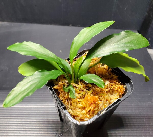 Furtadoa sp. greennarrow カミハタ便 フルタドア グリーンナロー アロイド ジメジメ系植物 熱帯植物