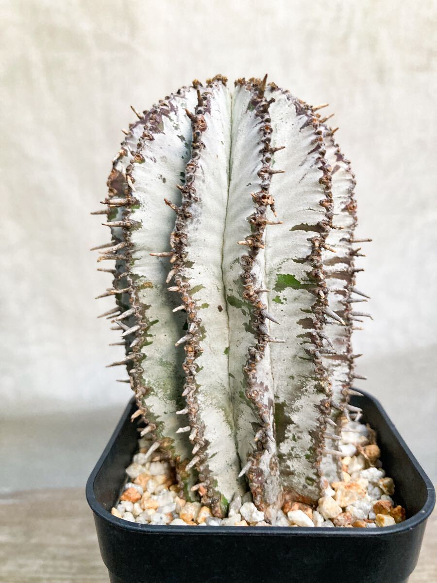 ② ハルハルさん専用　特大 ユーフォルビア デシドゥア 商品検索 - たにっくん工房 online farm