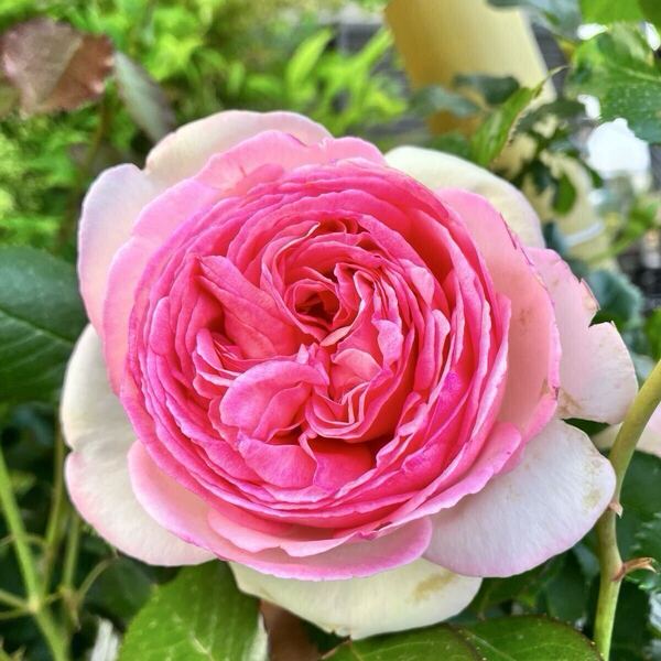 《挿し木苗》バラ苗 薔薇苗 つるバラ つる薔薇 ツルバラ ツル薔薇 ☆ピエールドゥロンサール ① ※世界バラ会連合殿堂入り品種