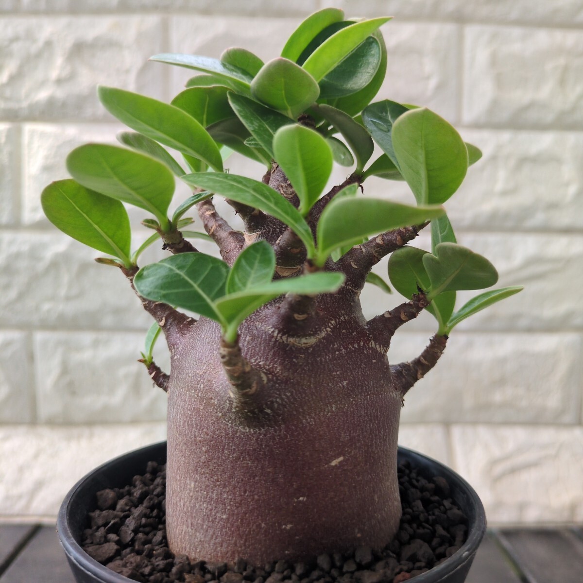 【激レア/ブラックスキン/ドワーフ/超極太 】アデニウム ガラメータコ足A-10 bk1 アデニウム ドワーフ ブラックスキン 塊根植物 アラビカム