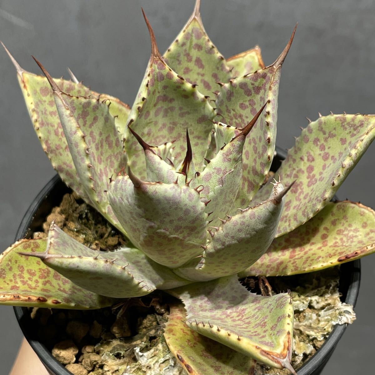 クリストポット　ハイブリッド　アガベ 2025年最新】Yahoo!オークション -アガベ ハイブリッド(アガベ