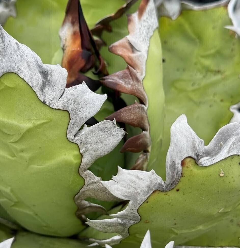 Yahoo!オークション -「crocodile」(観葉植物) の落札相場・落札価格