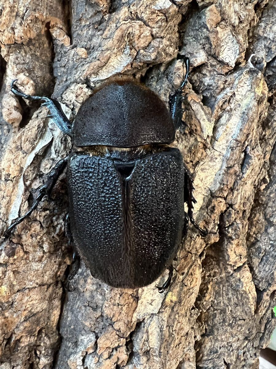 パチセラスメテオ血統Z♀（F8.Sライン）68-70mm (8/28後食)※台形♀で無くても極太率90%UP!! 即決無くても未使用、後食済み♂プレゼント！ パチセラスメテオの中古が安い！激安で譲ります・無料であげます
