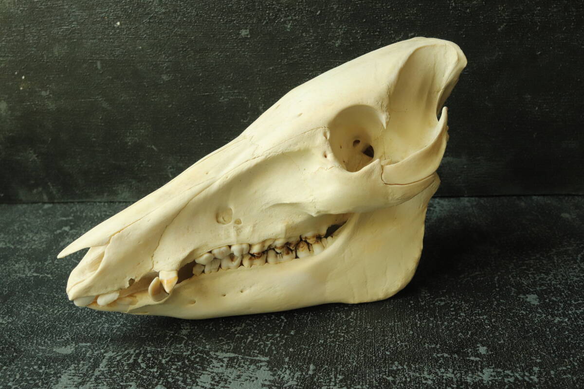 2025年最新】Yahoo!オークション -剥製 頭骨の中古品・新品・未