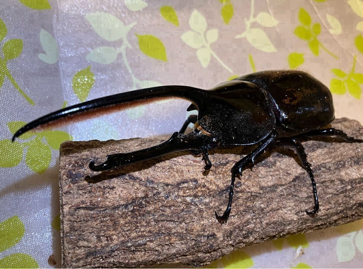 Yahoo!オークション -「オキシデンタリス」の落札相場・落札価格