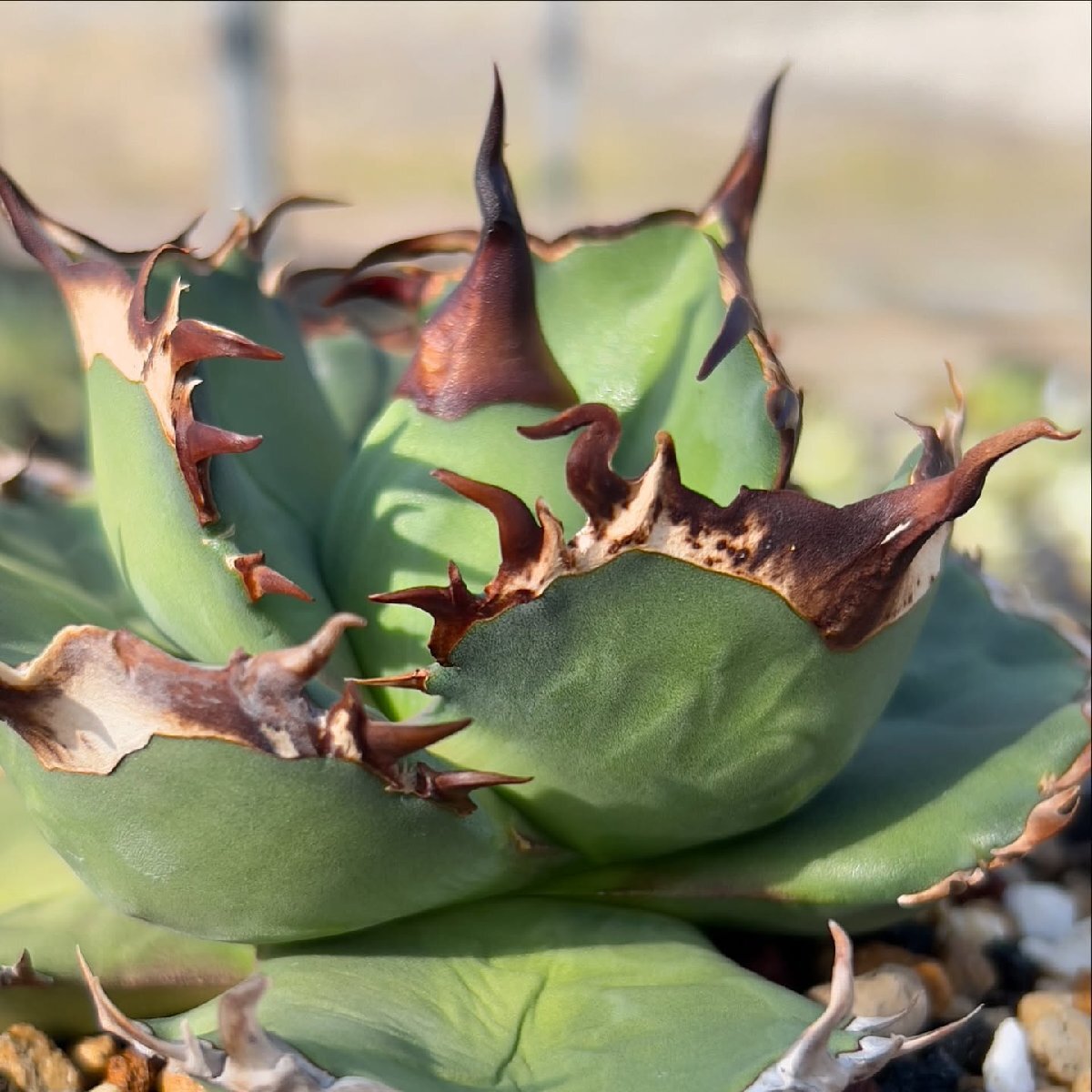 アガベ 白火焔 （清櫻　皇冠　麻花龍　白犀牛） アガベ 白火焔 （清櫻 皇冠 麻花龍 白犀牛） アガベ