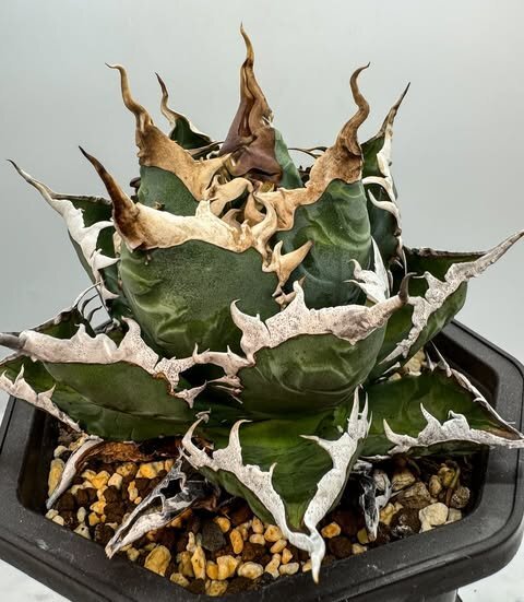 アガベ チタノタSurf004 ブツブツ系 Yahoo!オークション