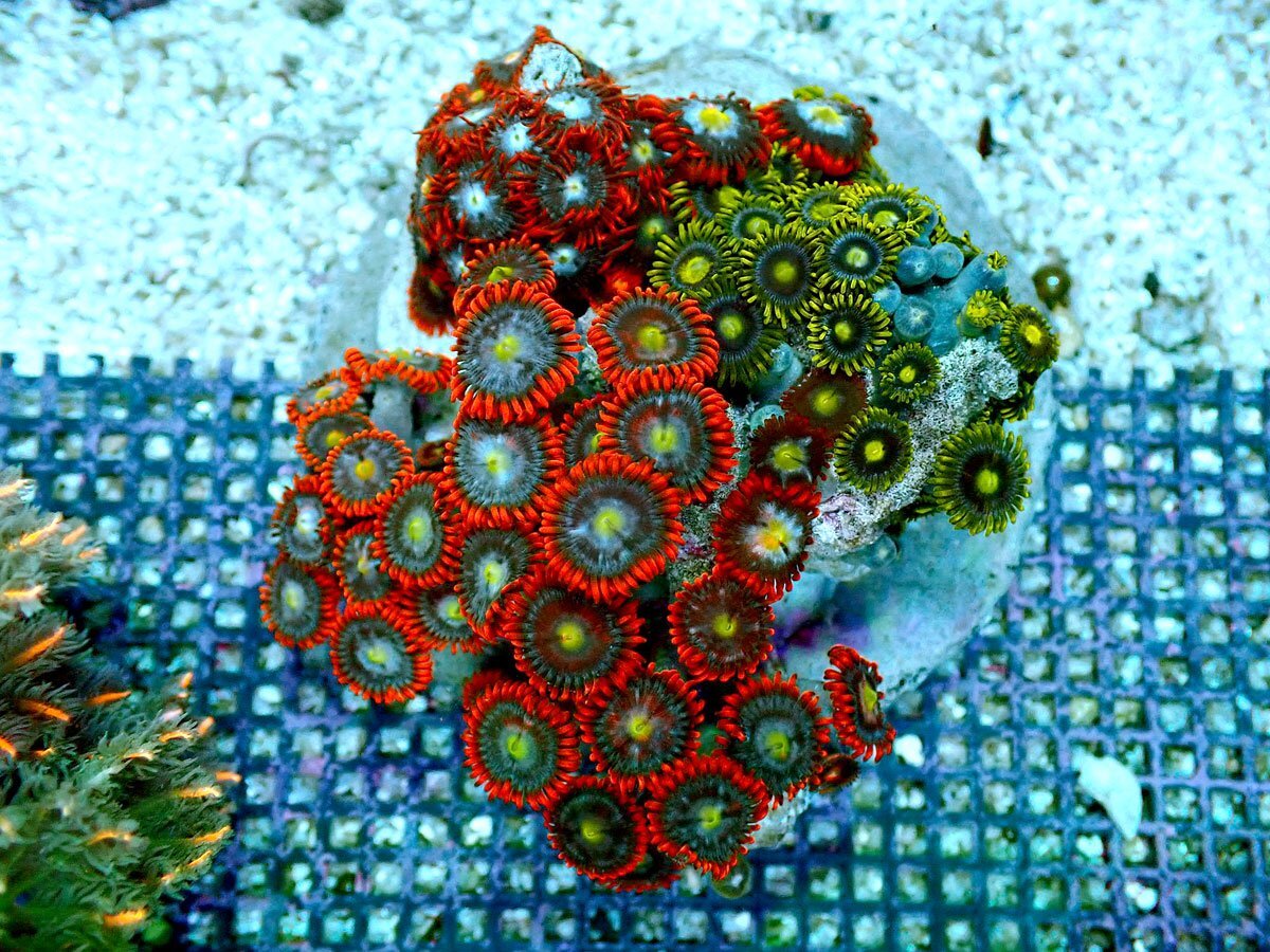 2025年最新】Yahoo!オークション -マメスナの中古品・新品・未