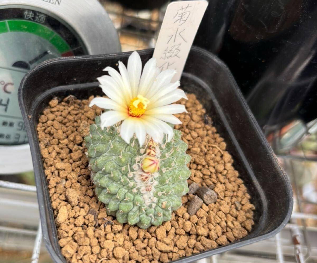 Yahoo!オークション -「菊水 綴化」の落札相場・落札価格