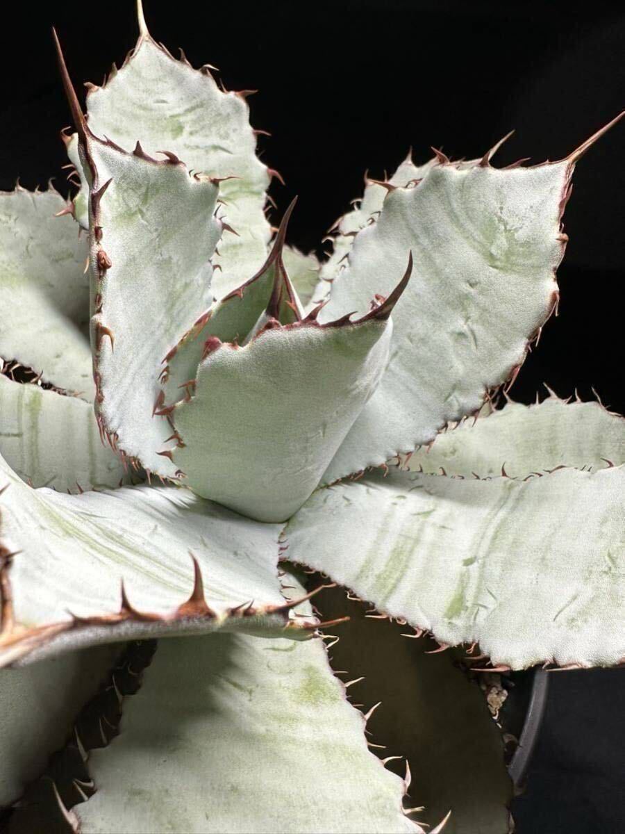 2025年最新】Yahoo!オークション -アガベ シーザー錦(アガベ)の中古品