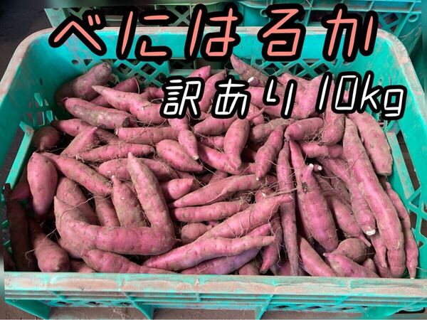 さつまいも べにはるか 小さい物 訳あり 10kg 送料込み