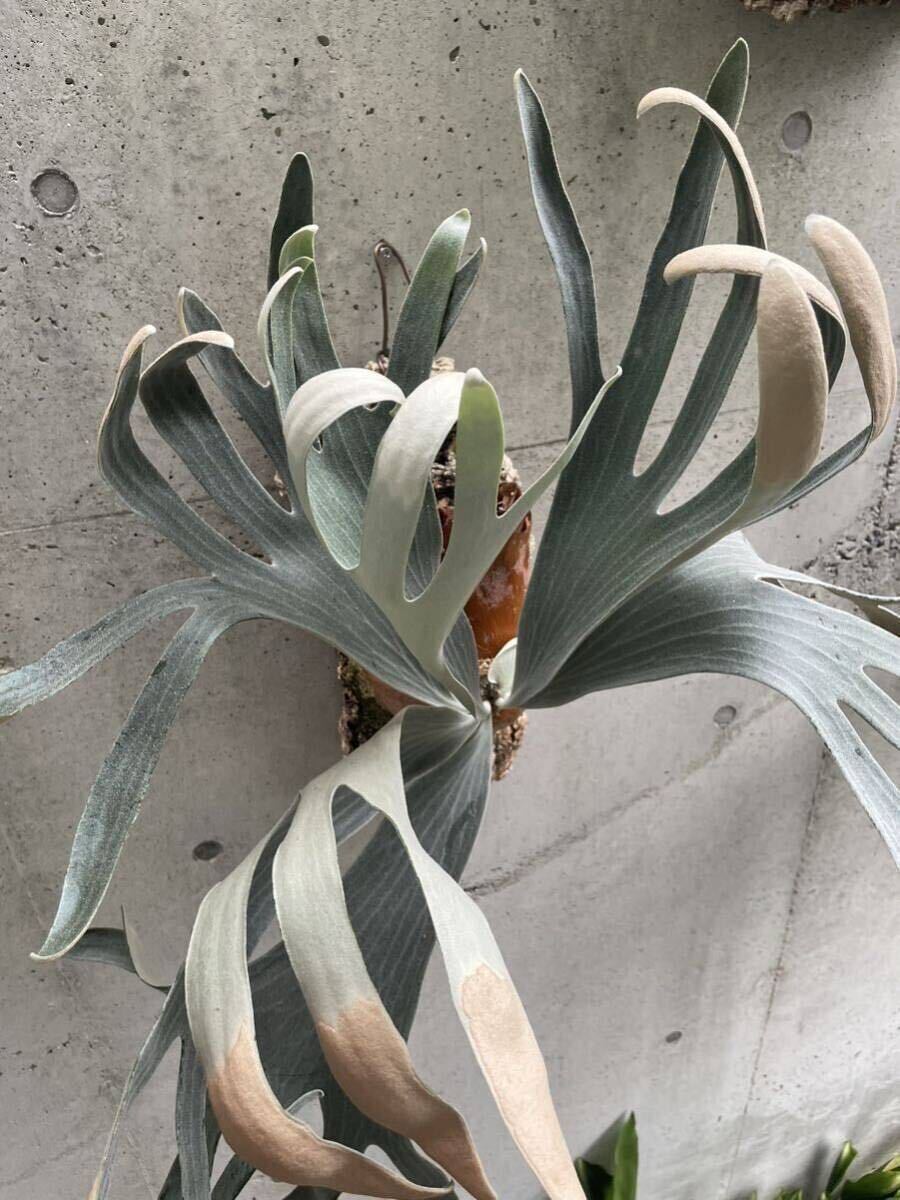 Yahoo!オークション -「mr.oat」の落札相場・落札価格